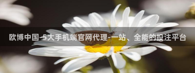 飞星聚彩：欧博中国-5大手机端官网代理-一站、全能的投注平台